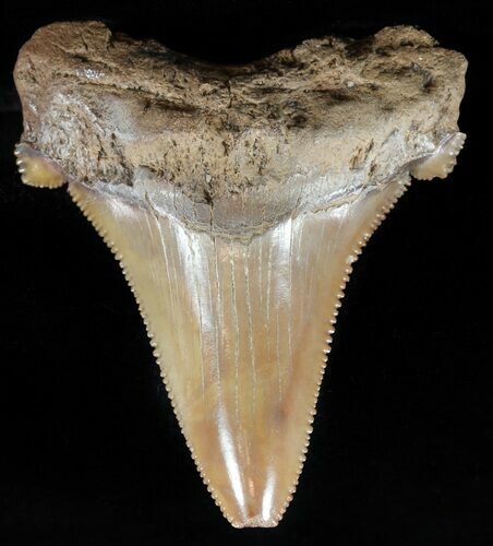 Serrated, Angustidens Tooth - Megalodon Ancestor #59221